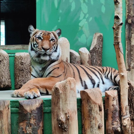 ZOO I