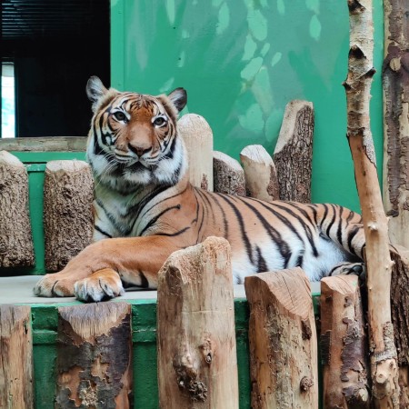 zoo-i.jpg