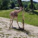 ZOO DK II