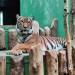 ZOO I